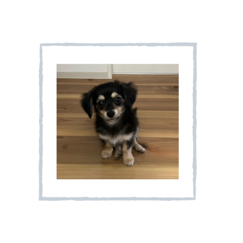 ペット可物件特集