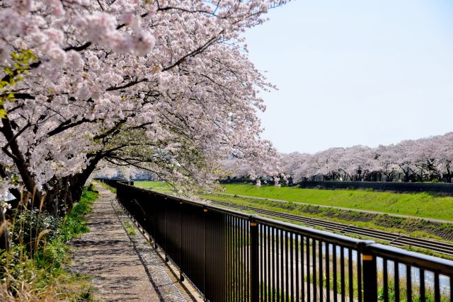 【絶景】戸塚駅直下に流れる柏尾川の魅力