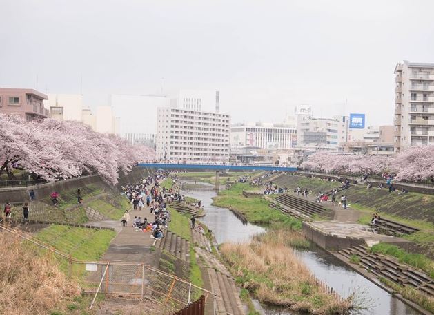 【戸塚 花見 スポット】横浜市戸塚の花見名所 柏尾川 のご紹介!